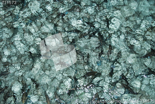 Image of Black fishes on translucent water