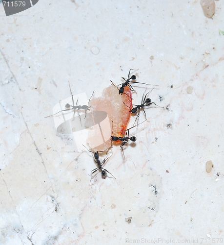 Image of Ants at work carrying some food