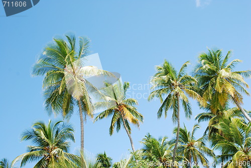 Image of Coconut palm trees