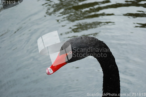 Image of Black swan on a lake