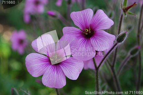 Image of Purple Poppies on a park