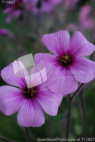 Image of Purple Poppies on a park