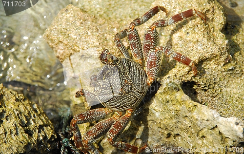 Image of Wild crab walking on a stone reef