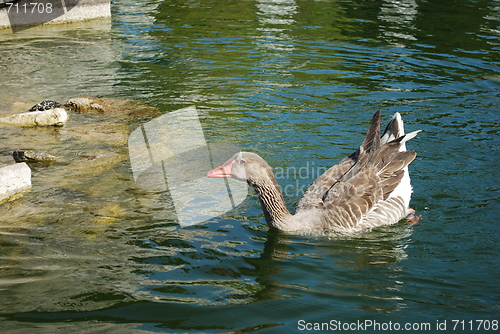 Image of Ducks Swimming in a Artificial Lake