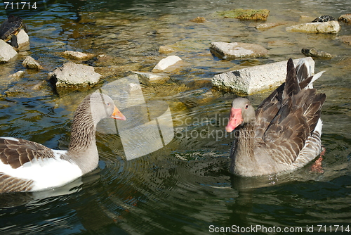 Image of Ducks Swimming in a Artificial Lake