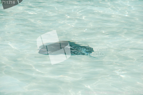 Image of Black ray on a maldivian island