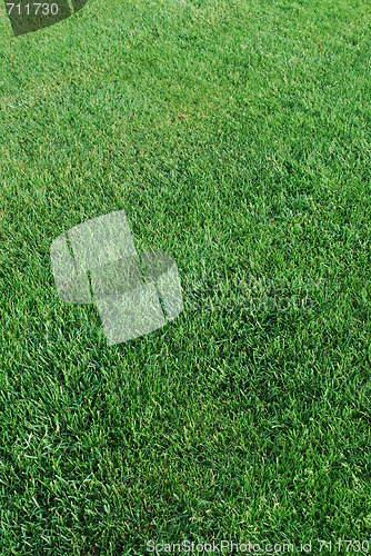 Image of Green turf background