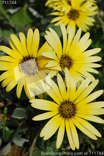 Image of Yelllow Daisys