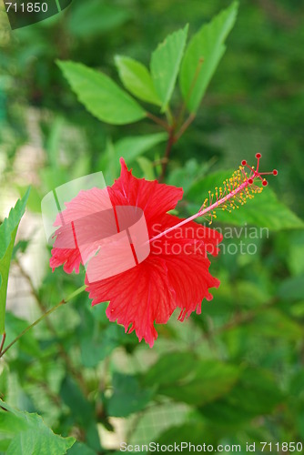 Image of Red hibiscus pistilles flower