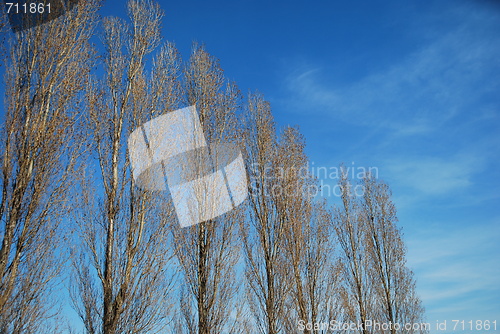 Image of Tall Trees on a Park