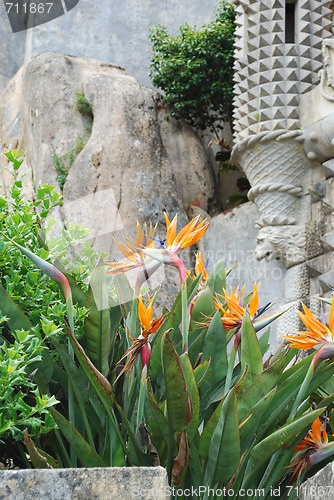 Image of Strelitzia, bird of paradise flower