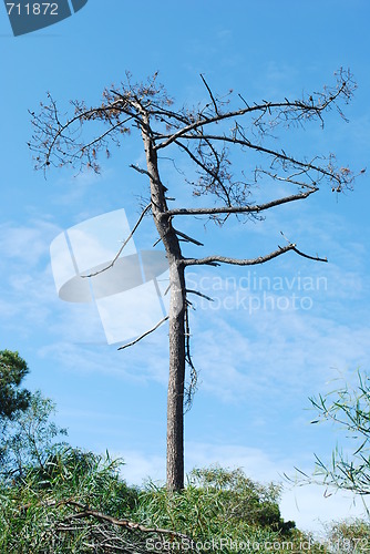 Image of Bare naked tree