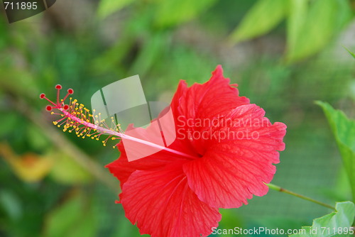 Image of Red hibiscus pistilles flower