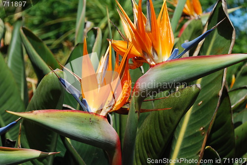 Image of Strelitzias, bird of paradise flower