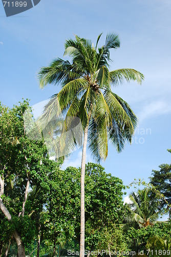 Image of Coconut palm tree