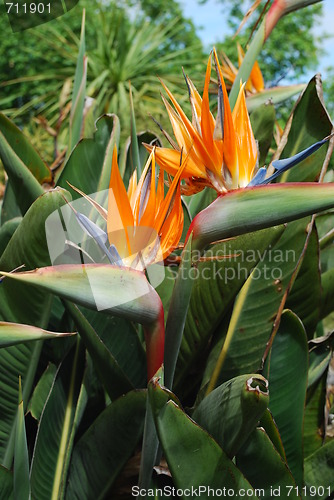 Image of Strelitzias, bird of paradise flower