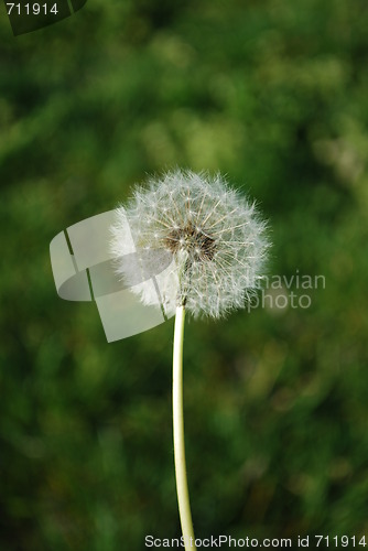 Image of Dandelion with Grass Background