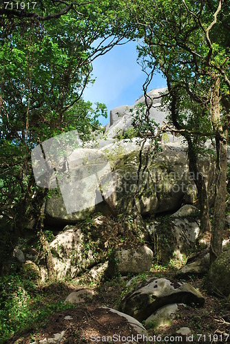 Image of Jungle landscape