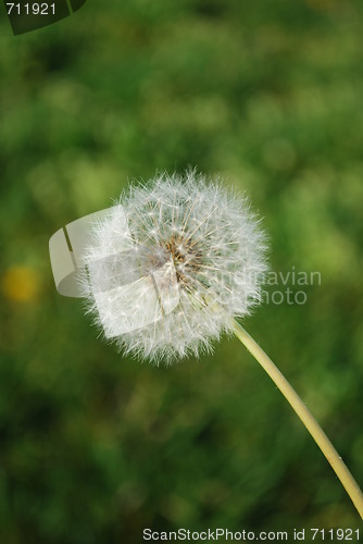 Image of Dandelion with Grass Background