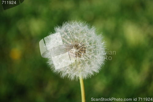 Image of Dandelion with Grass Background