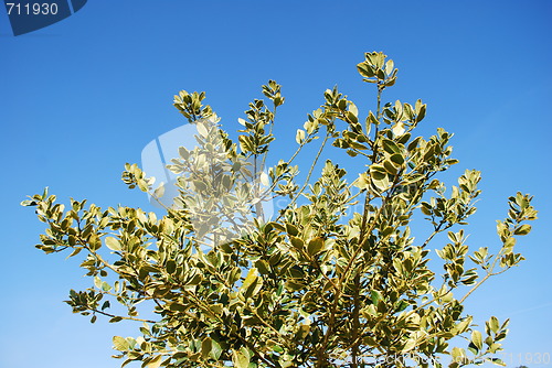 Image of Pine Christmas tree