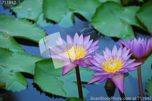 Image of Beautiful purple waterlilies in a pond