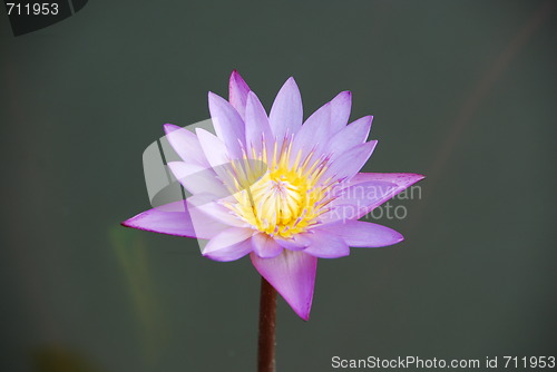Image of Beautiful purple waterlily in a pond