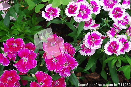 Image of Purple and white dianthus