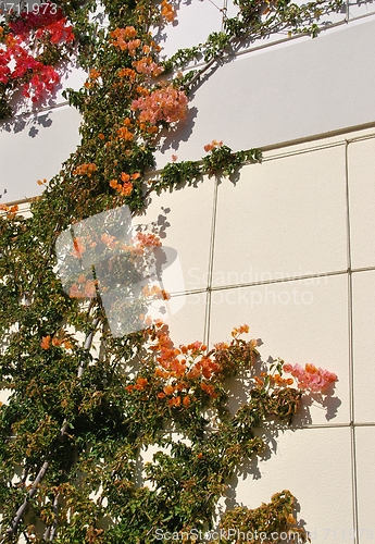 Image of Colorful clinging flowers