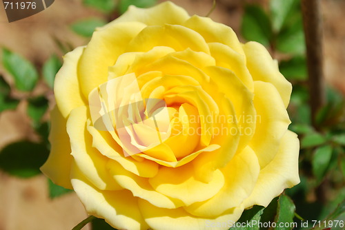 Image of Yellow rose