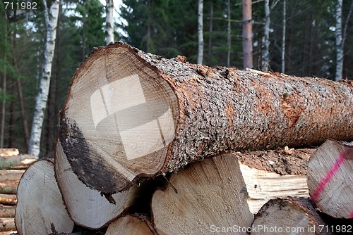 Image of Spruce Wood Logs