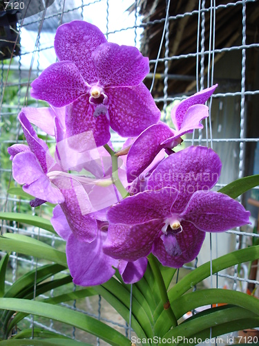 Image of Orchids in Thailand