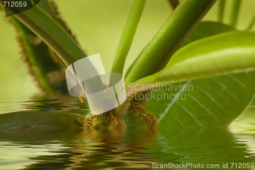 Image of Plant in water