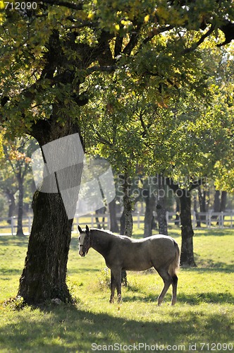 Image of Horse