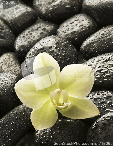 Image of Spa orchid