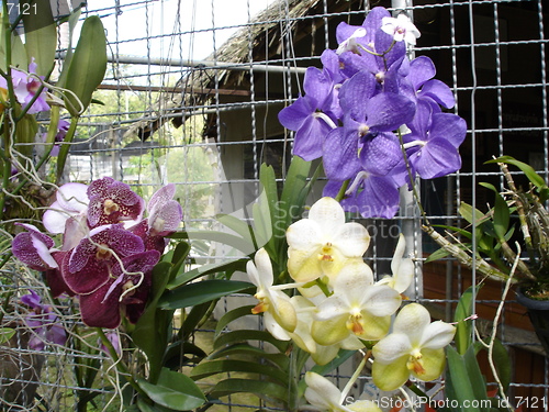 Image of Thai Orchids