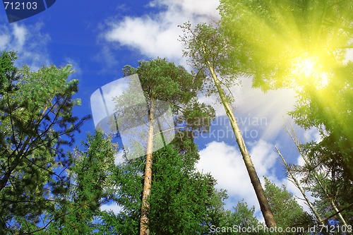 Image of Forest and sun