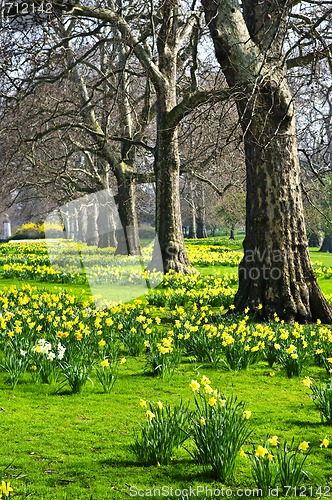 Image of Daffodils in St. James's Park