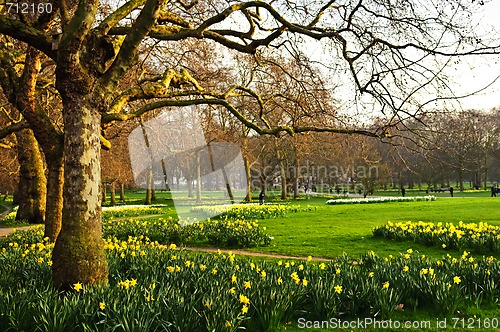 Image of Daffodils in St. James's Park