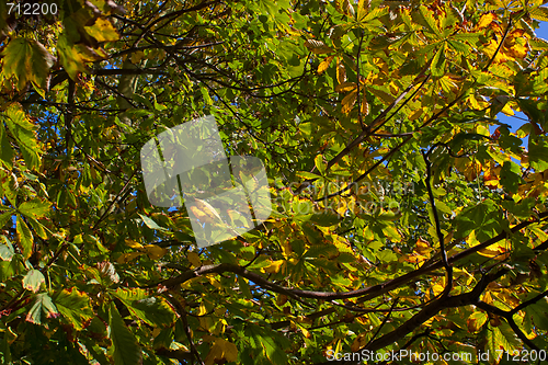 Image of Golden October