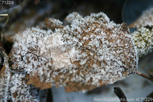 Image of leaf in winter