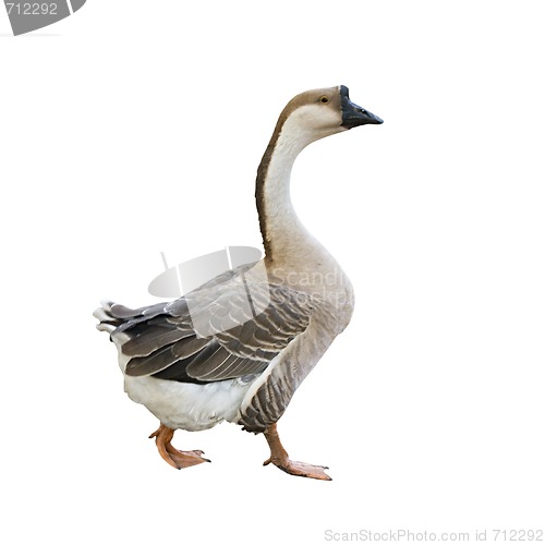 Image of Gray goose