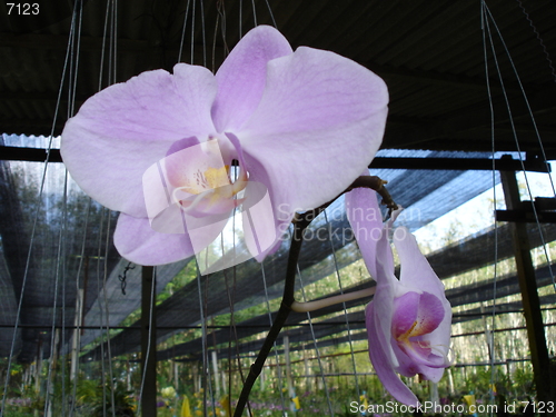 Image of Orchids in Phuket, Thailand