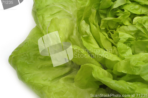 Image of Lettuce