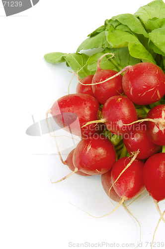 Image of Radish