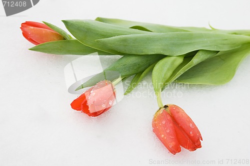 Image of Tulips on snow