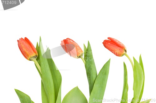 Image of Tulip border