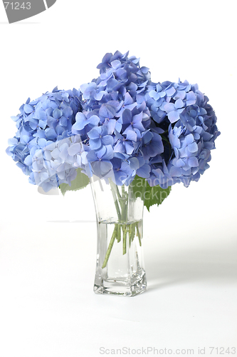 Image of Hydrangeas in vase