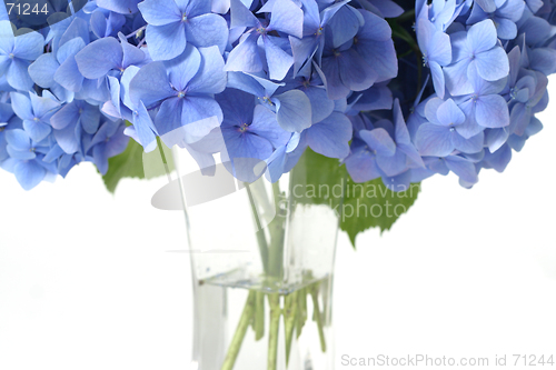 Image of Canopy of Flowers