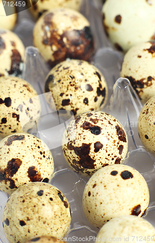 Image of Tray of quail's eggs